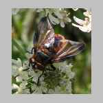 Phasia hemiptera - Raupenfliege m05.jpg
